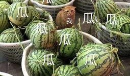 娱乐吃瓜怎么做,跟随吃瓜群众，探寻明星幕后故事