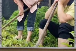 娱乐八卦一定是吃瓜群众的吗,揭秘吃瓜群众的狂欢盛宴