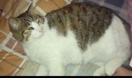 娱乐圈吃瓜猫咪是谁啊,揭秘网络红猫背后的故事