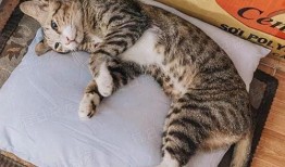 娱乐吃瓜小猫咪视频