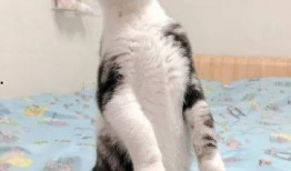 娱乐圈吃瓜猫咪是谁啊,揭秘网络红猫背后的故事