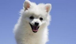 娱乐吃瓜酱小狗安慰,娱乐吃瓜酱的暖心安慰之道