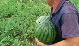 娱乐圈吃葡萄瓜,吃葡萄不吐葡萄皮，瓜中瓜事一网打尽