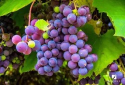 娱乐圈吃葡萄瓜,吃葡萄不吐葡萄皮，瓜中瓜事一网打尽