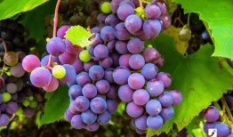 娱乐圈吃葡萄瓜,吃葡萄不吐葡萄皮，瓜中瓜事一网打尽