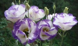 娱乐吃瓜酱洋桔梗,揭秘明星背后的花絮故事