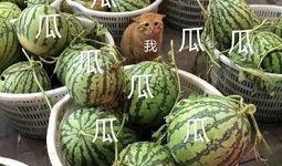 娱乐吃瓜将,揭秘明星幕后故事