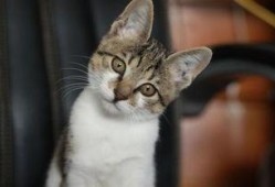 娱乐吃瓜小猫咪视频