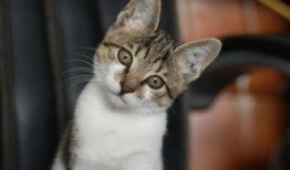 娱乐吃瓜小猫咪视频