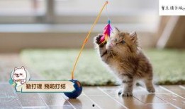 娱乐吃瓜猫咪视频大全最新